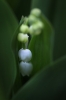 kon_036_Convalaria_majalis.jpg