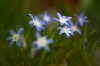 nar_041_Scilla_sp.jpg