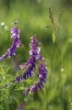 roh_135_Vicia_cracca.jpg