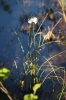 Nazwa pliku=roh_161_Eriophorum_sp.jpg
Wielkość pliku=211KiB
Rozmiar=800x1200
Data dodania= 13, Czerwiec 2020 roh_161_Eriophorum_sp.jpg
