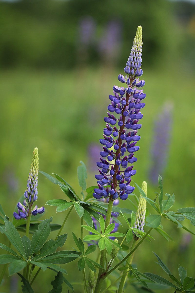 Łubin trwały
Lupinus polyphyllus
Słowa kluczowe: zielony,kwiat,fioletowy