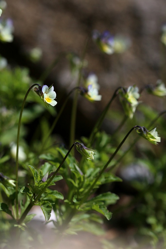 Fiołek
[i]Viola sp.[/i]
Słowa kluczowe: kwiat