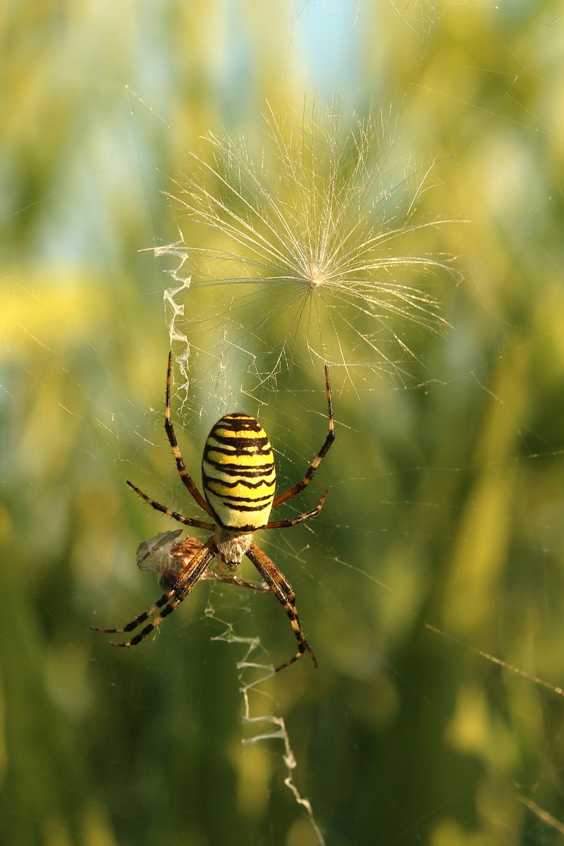 Tygrzyk paskowany, samica
[i]Argiope bruennichi[/i]
Sierpień 2017
Słowa kluczowe: pająk,żółty
