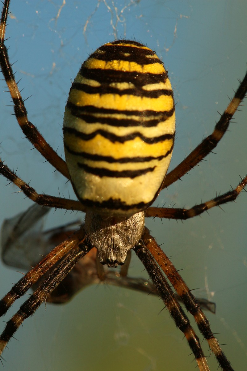 Tygrzyk paskowany, samica
[i]Argiope bruennichi[/i]
Sierpień 2017
Słowa kluczowe: pająk,żółty