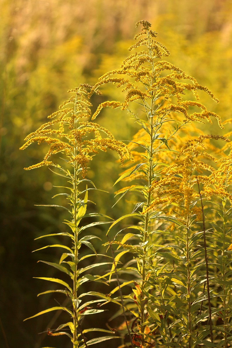 Nawłoć kanadyjska
[i]Solidago canadensis[/i]
Sierpień 2017
Słowa kluczowe: kwiat,żółty