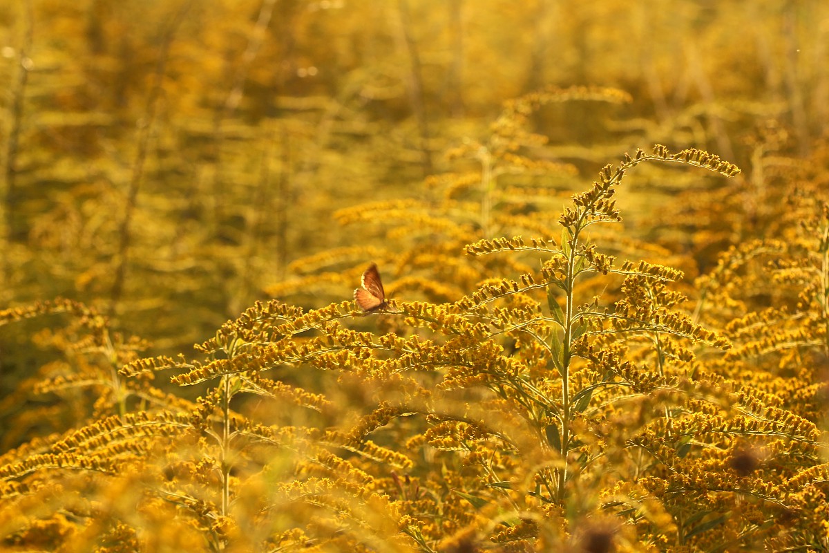 Nawłoć kanadyjska
[i]Solidago canadensis[/i]
Sierpień 2017
Słowa kluczowe: kwiat,żółty