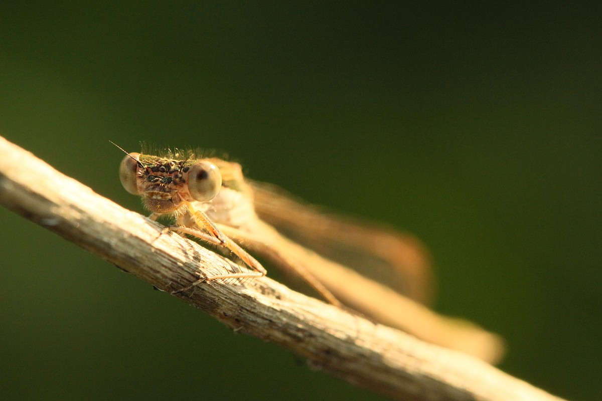 Straszka pospolita, samica
[i]Sympecma fusca[/i]
Sierpień 2017
Słowa kluczowe: owad,ważka,brązowy