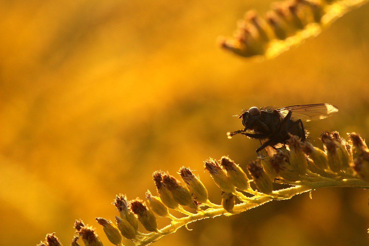 Nawłoć kanadyjska
[i]Solidago canadensis[/i]
Sierpień 2017
Słowa kluczowe: owad,kwiat,żółty,mucha