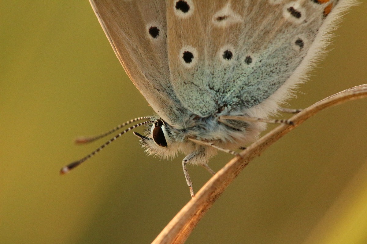Modraszek ikar
[i]Polyommatus icarus[/i]
Sierpień 2017
Słowa kluczowe: owad,motyl,niebieski