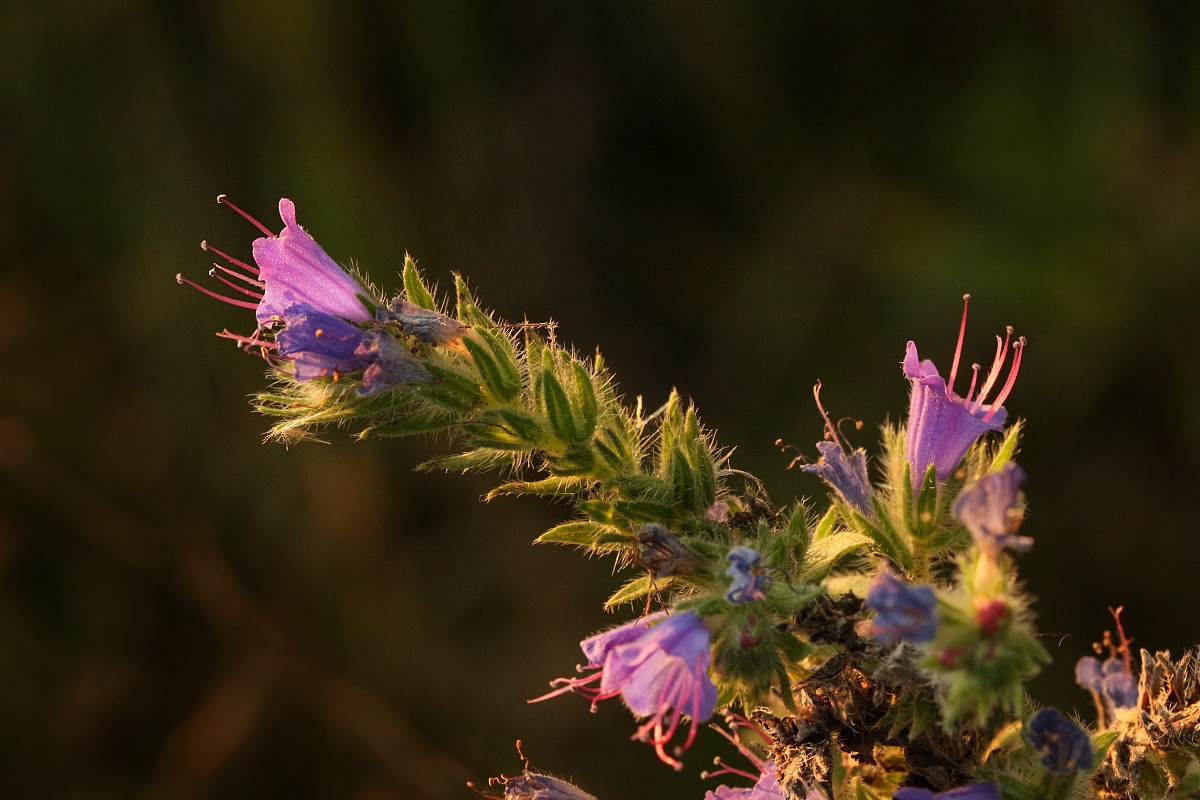 Żmijowiec zwyczajny
[i]Echium vulgare[/i]
Słowa kluczowe: kwiat,fioletowy