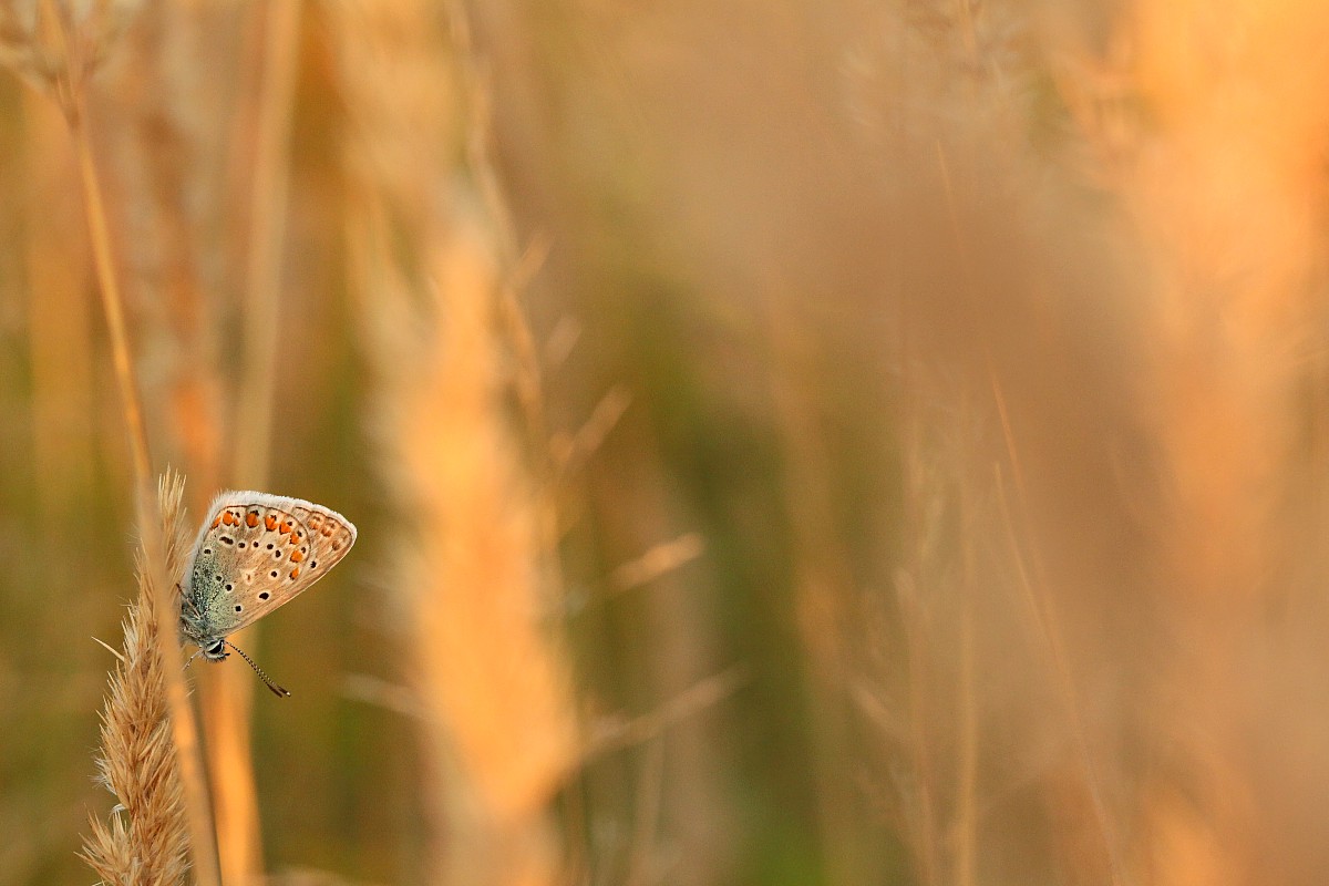 Modraszek
Sierpień 2017
Słowa kluczowe: owad,motyl,pomarańczowy,niebieski