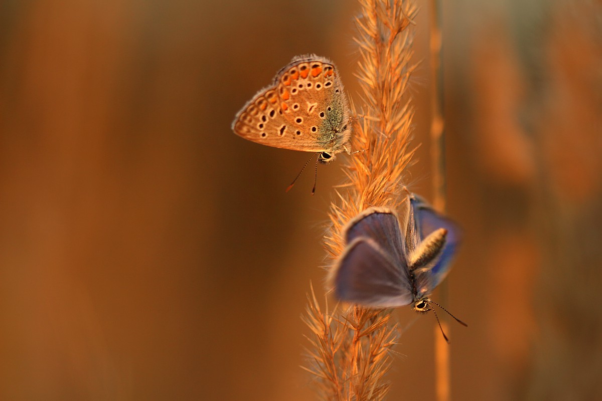 Modraszki
Sierpień 2017
Słowa kluczowe: owad,motyl,pomarańczowy,niebieski