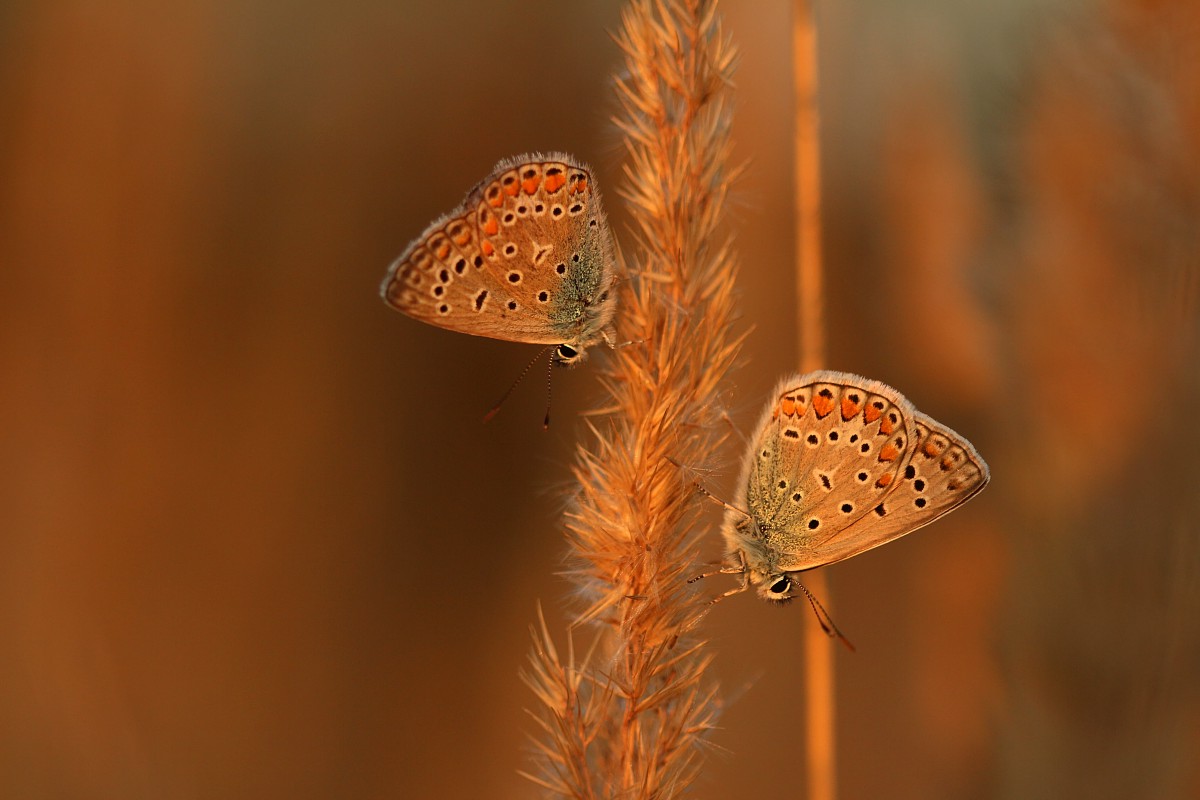 Modraszki
Sierpień 2017
Słowa kluczowe: owad,motyl,pomarańczowy
