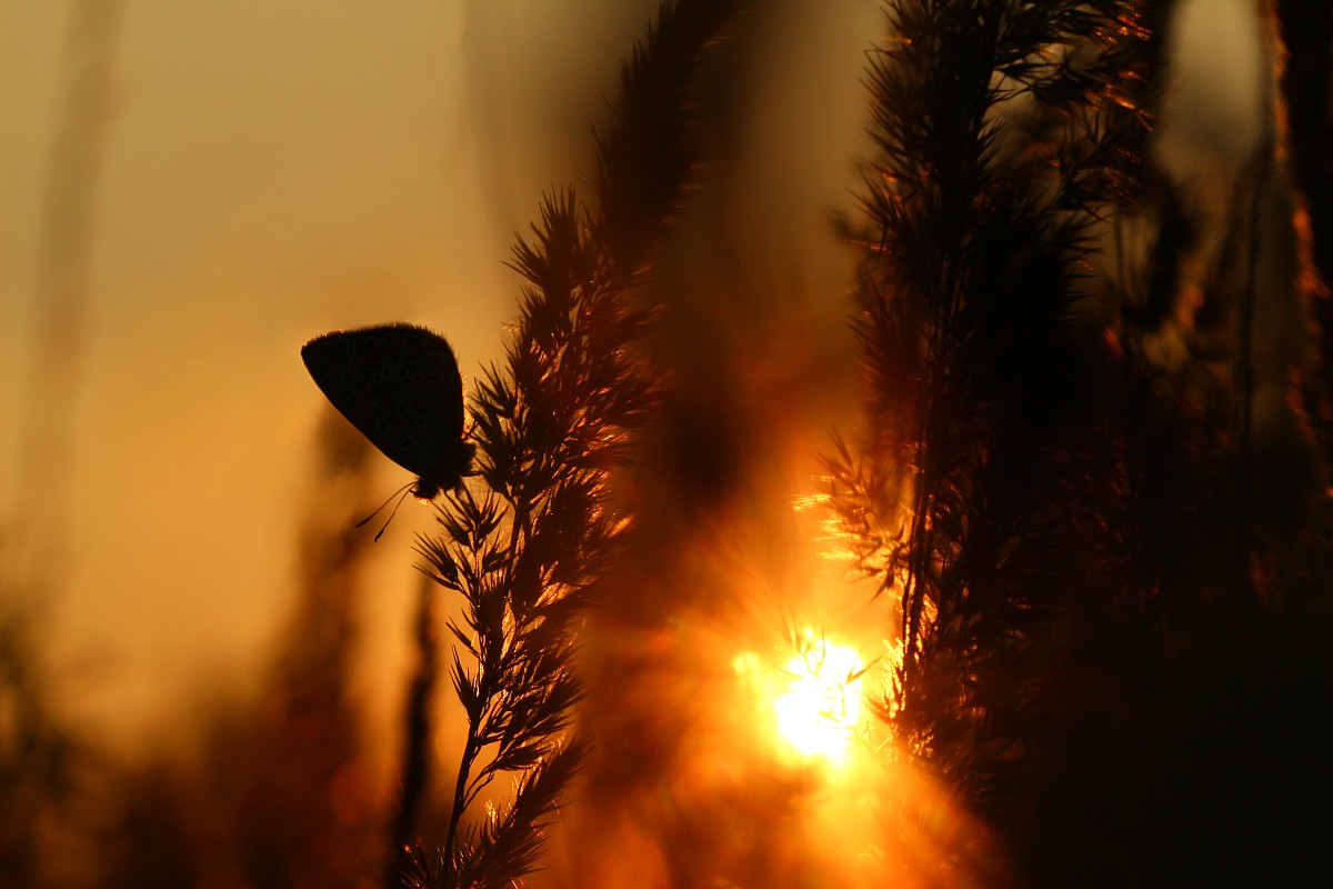 Modraszek o zachodzie słońca
Sierpień 2017
Słowa kluczowe: owad,motyl,pomarańczowy,słońce