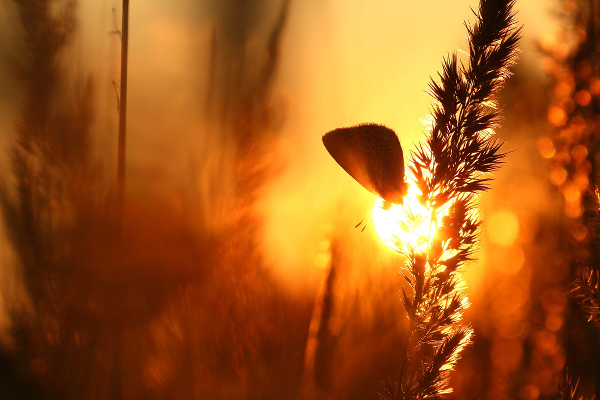 Modraszek o zachodzie słońca
Sierpień 2017
Słowa kluczowe: owad,motyl,pomarańczowy,słońce