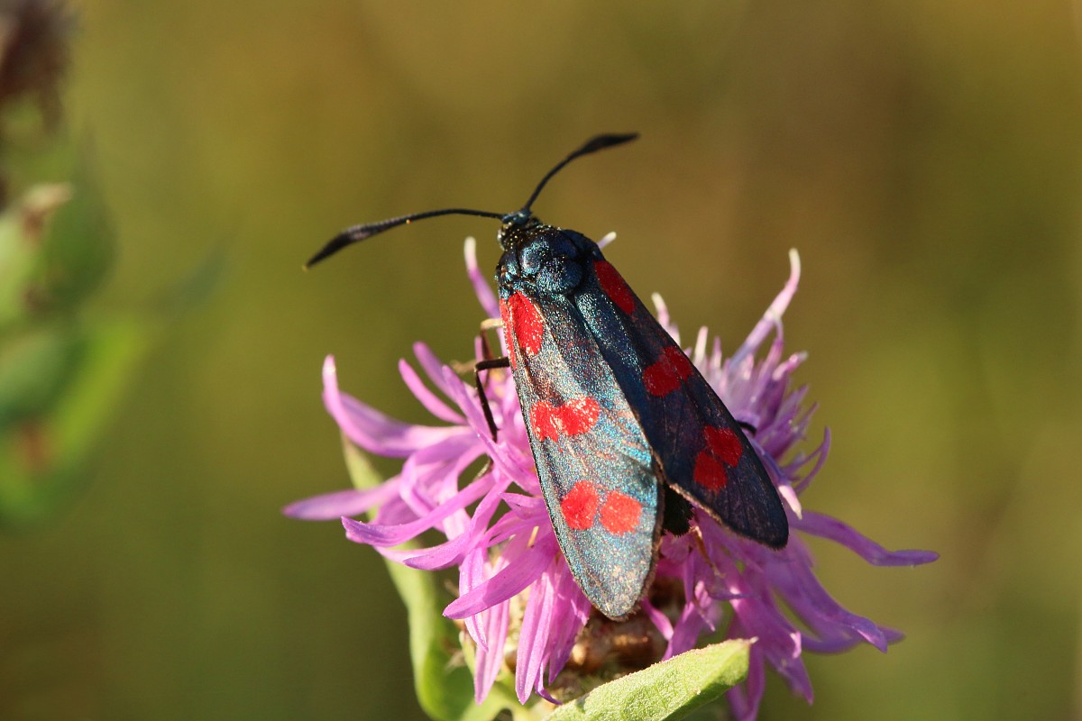 Kraśnik sześcioplamek
[i]Zygaena filipendulae[/i]
Słowa kluczowe: owad,motyl,czerwony
