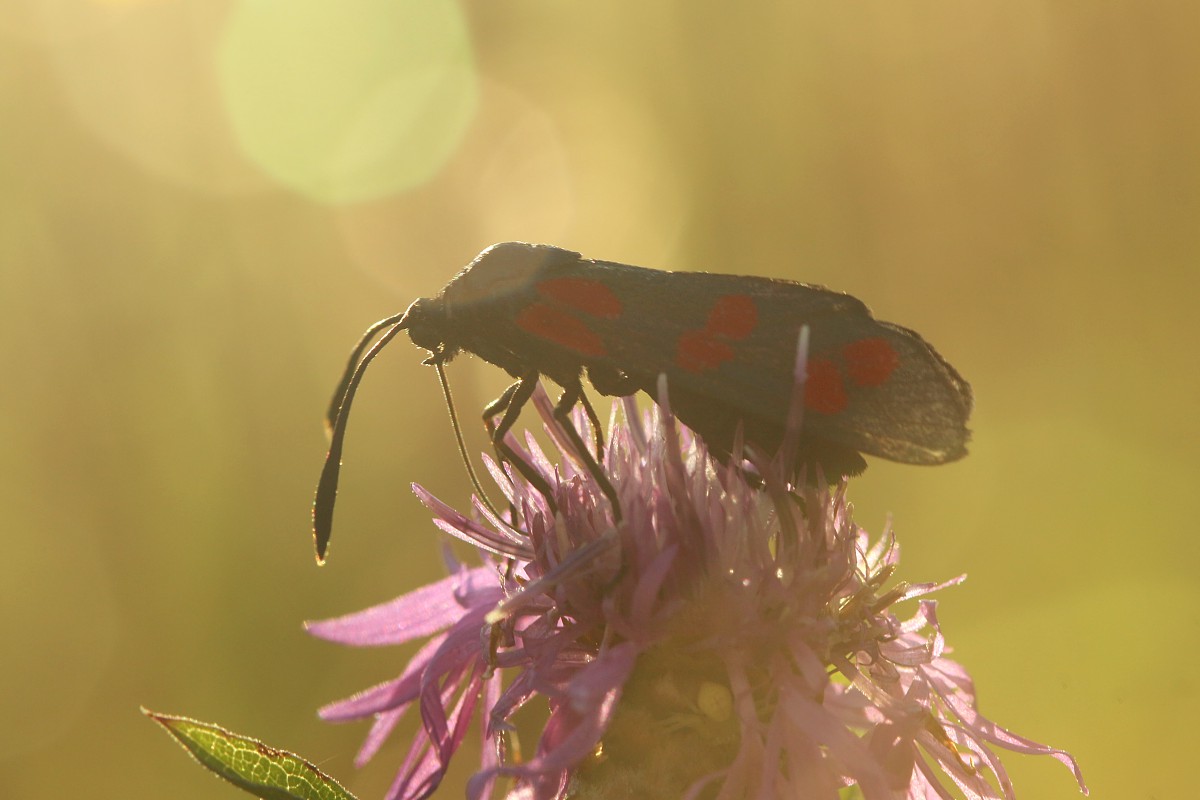 Kraśnik sześcioplamek
[i]Zygaena filipendulae[/i]
Słowa kluczowe: owad,motyl,czerwony,słońce