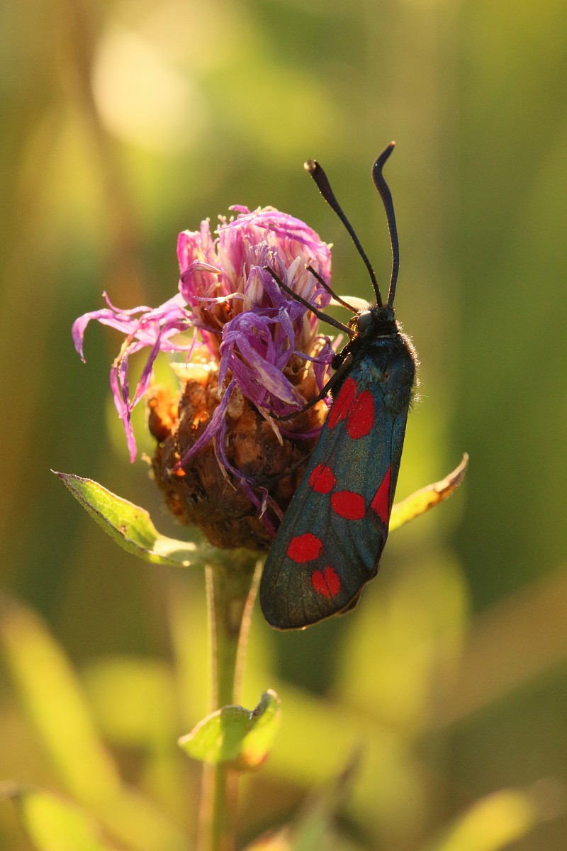Kraśnik
[i]Zygaena sp.[/i]
Słowa kluczowe: owad,motyl,czerwony