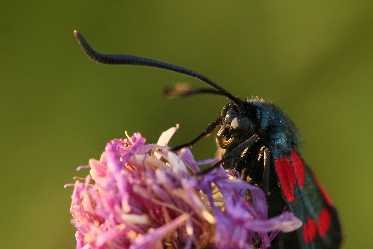 Kraśnik
[i]Zygaena sp.[/i]
Słowa kluczowe: owad,motyl,czerwony