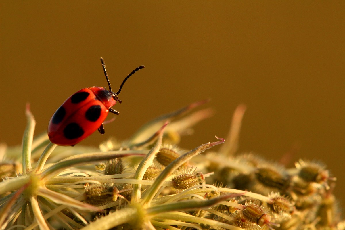 Wygłodek biedronkowaty
[i]Endomychus coccineus[/i]
Słowa kluczowe: owad,czerwony,brązowy
