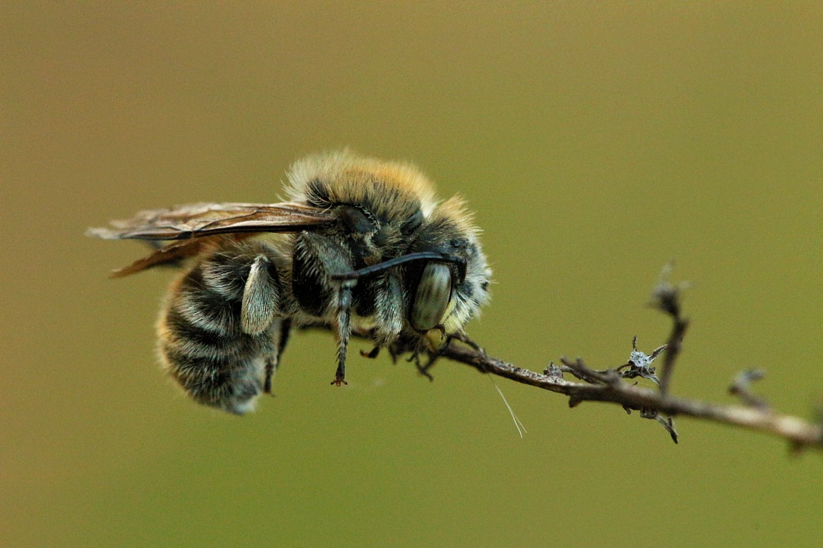 Miesierka lucernówka
[i]Megachile rotundata[/i]
Dzika pszczoła samotna
Słowa kluczowe: owad,pszczoła,zielony