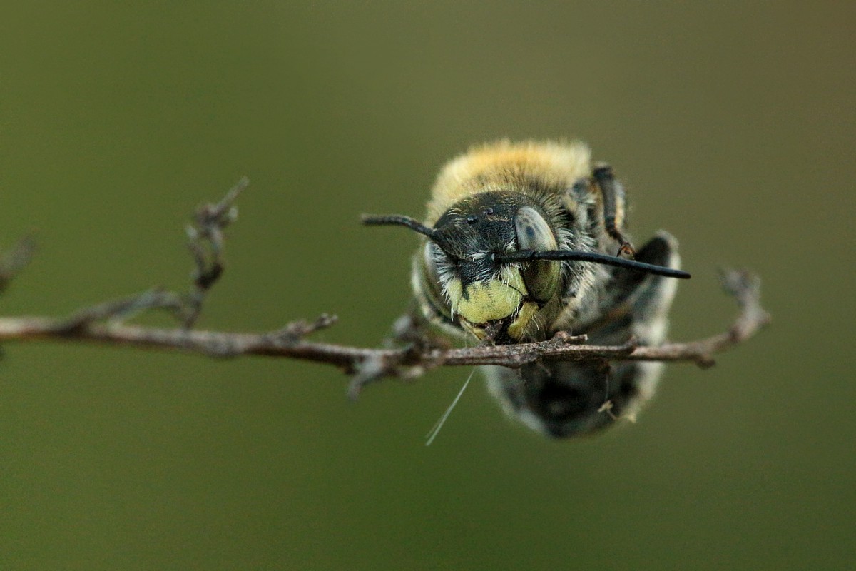 Dzika pszczoła
Słowa kluczowe: owad,pszczoła,zielony