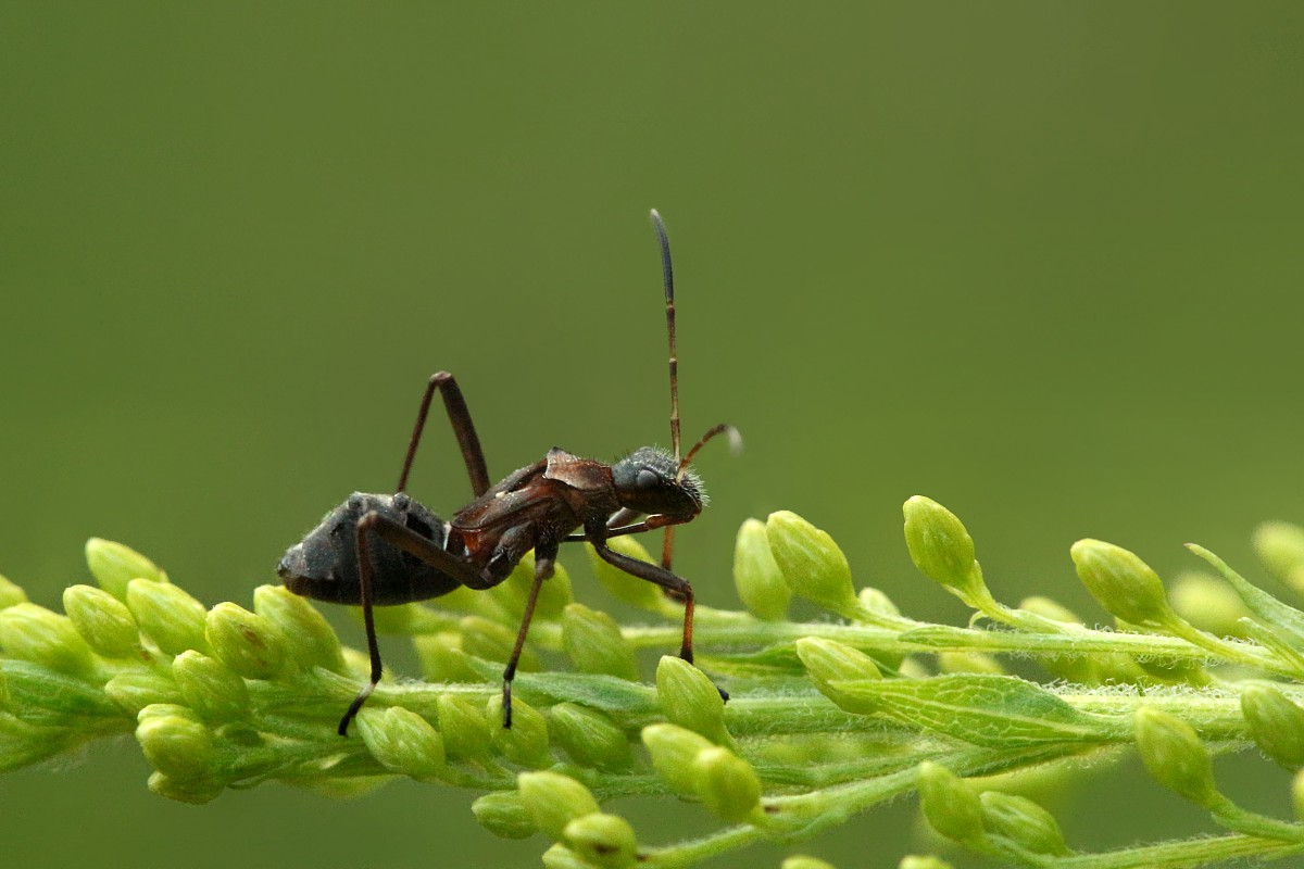 Smyczyk mrówkownik, larwa
[i]Alydus calcaratus[/i]
Słowa kluczowe: owad,pluskwiak,zielony,mrówka
