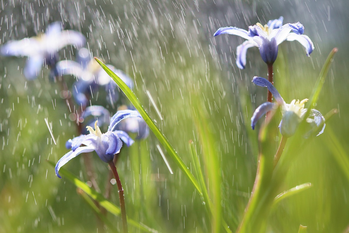 WIosenny deszczyk
Cebulica [i]Scilla sp.[/i]
Słowa kluczowe: zielony,kwiat
