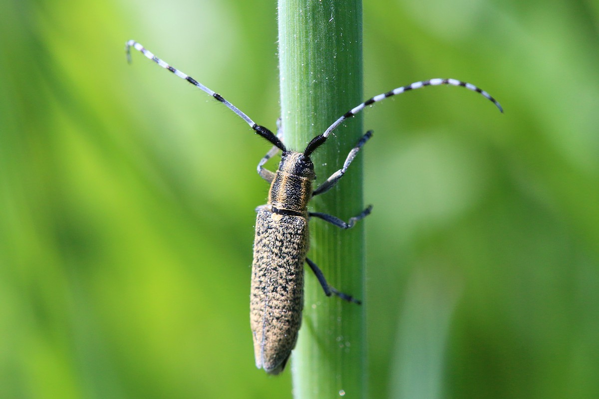 Zgrzytnica zielonawa 
[i]Agapanthia villosoviridescens[/i]
Słowa kluczowe: zielony,owad,chrząszcz