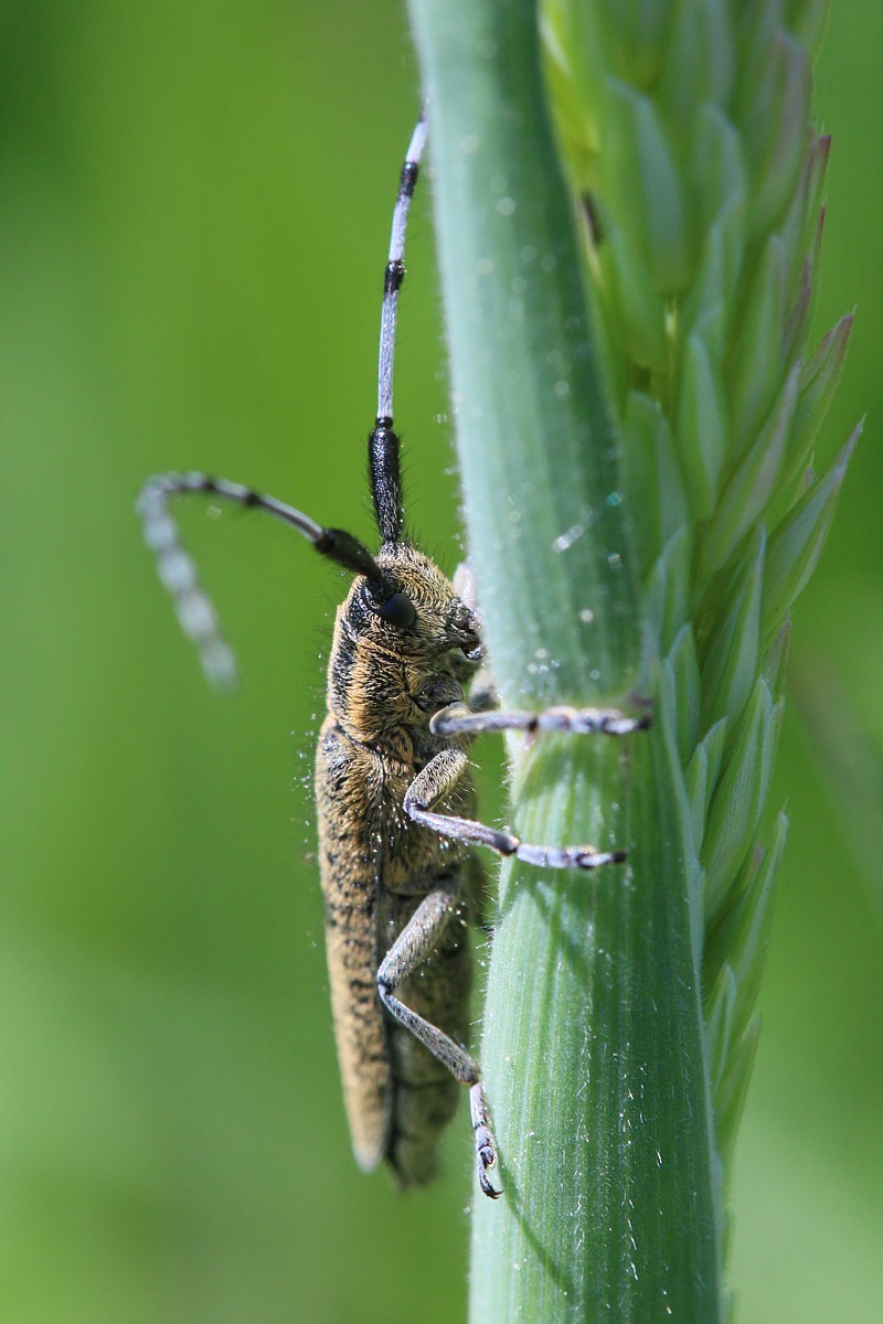 Zgrzytnica zielonawa 
[i]Agapanthia villosoviridescens[/i]
Słowa kluczowe: zielony,owad,chrząszcz