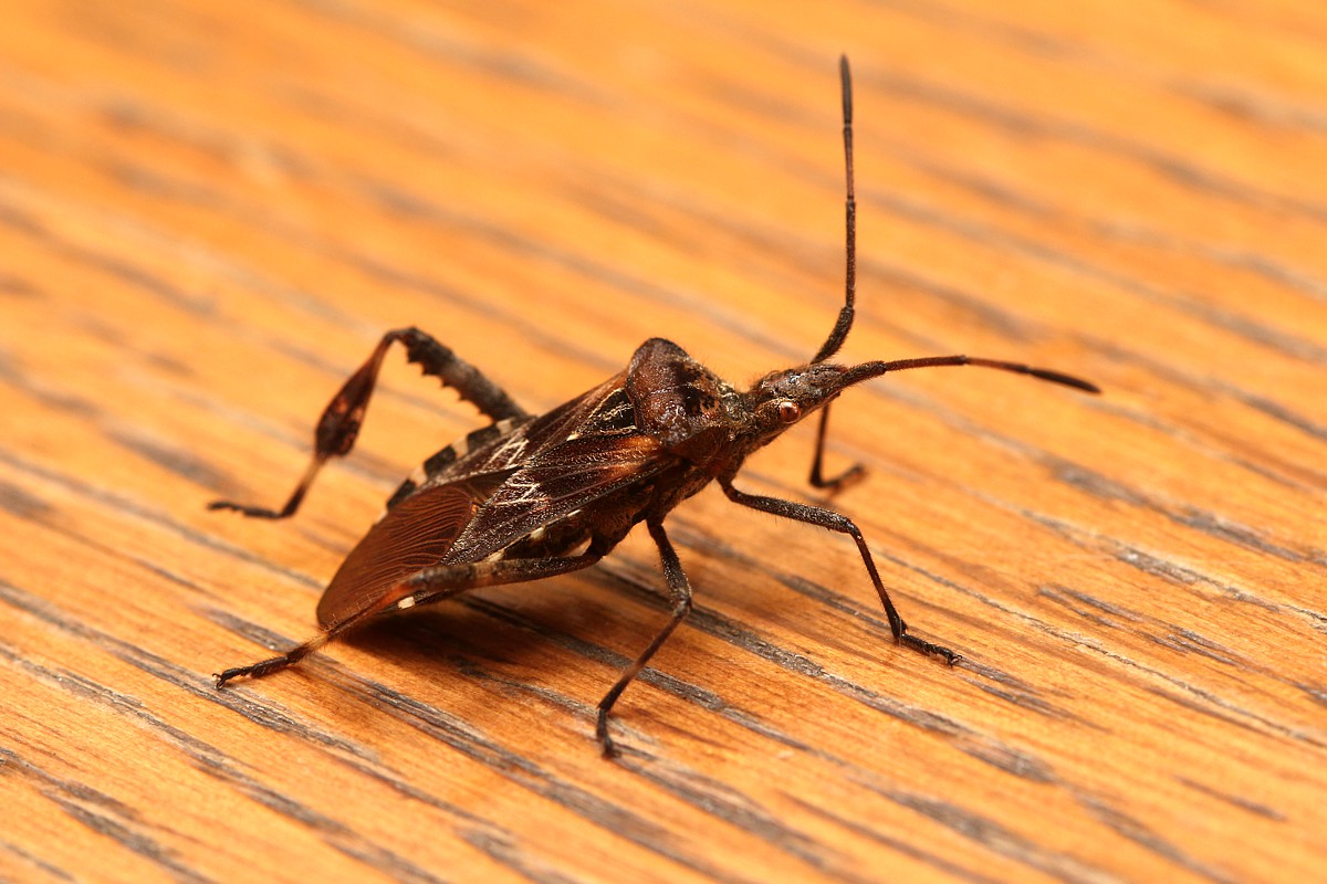 Wtyk amerykański
Leptoglossus occidentalis
Słowa kluczowe: owad,pluskwiak,brązowy