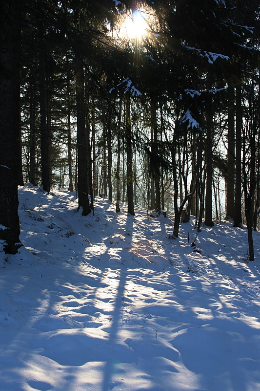Popołudnie w górach
Słowa kluczowe: las,zima,niebieski,słońce