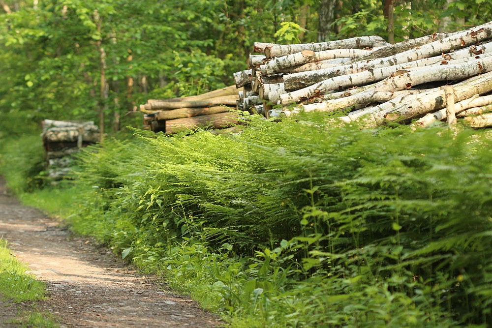 Orlica pospolita
Słowa kluczowe: zielony,las