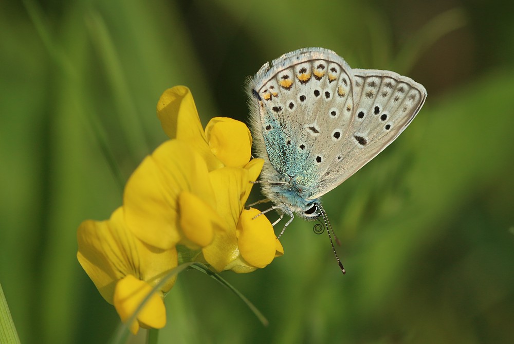 Modraszek
Słowa kluczowe: motyl,owad