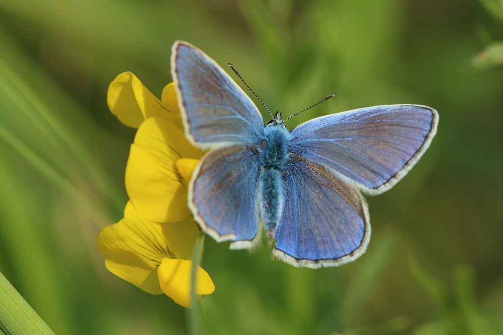 Modraszek
Słowa kluczowe: motyl,owad