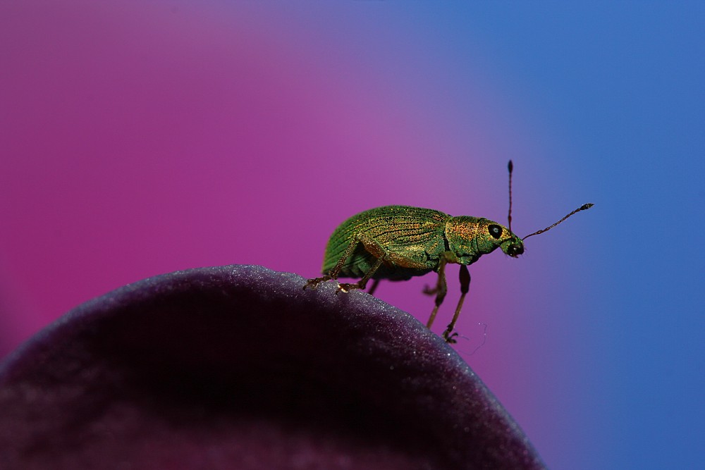 Zielony na kwiatach
Naliściak brzozowiak
[i]Phyllobius betulae[/i]
Słowa kluczowe: chrząszcz,owad,zielony