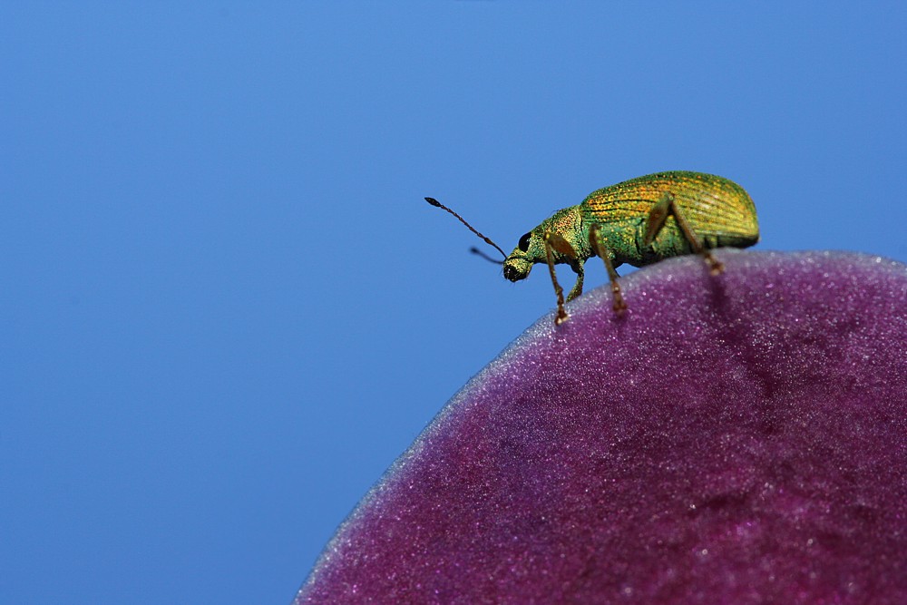 Zielony na kwiatach
Naliściak brzozowiak
[i]Phyllobius betulae[/i]
Słowa kluczowe: chrząszcz,owad,zielony