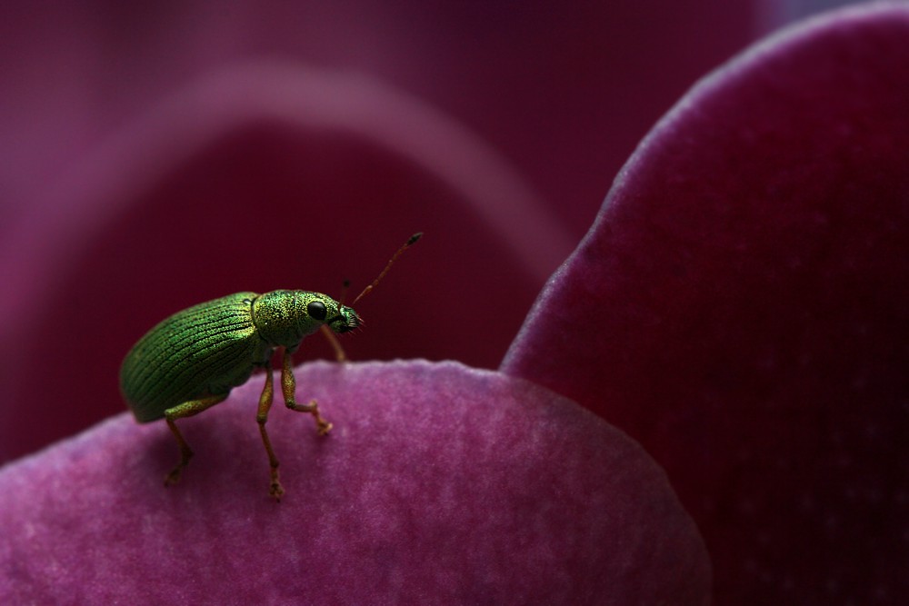 Zielony na kwiatach
Naliściak brzozowiak
[i]Phyllobius betulae[/i]
Słowa kluczowe: chrząszcz,owad,zielony