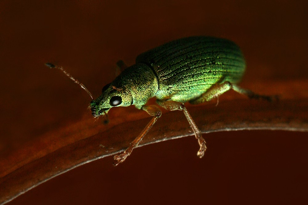 Zielony
Naliściak brzozowiak
[i]Phyllobius betulae[/i]
Słowa kluczowe: owad,zielony,chrząszcz