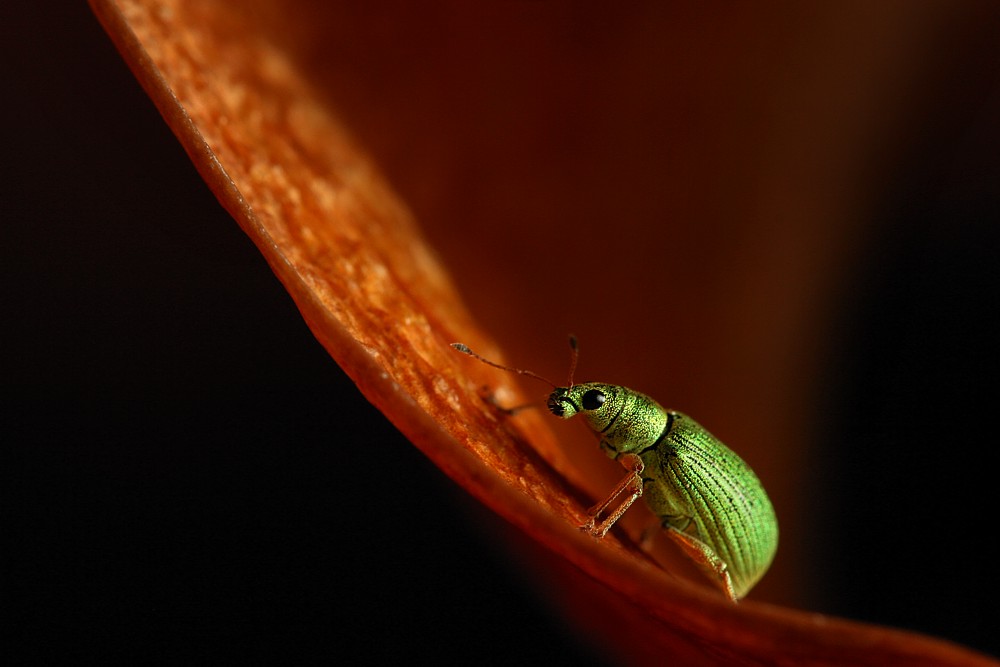 Zielony
Naliściak brzozowiak
[i]Phyllobius betulae[/i]
Słowa kluczowe: owad,zielony,chrząszcz