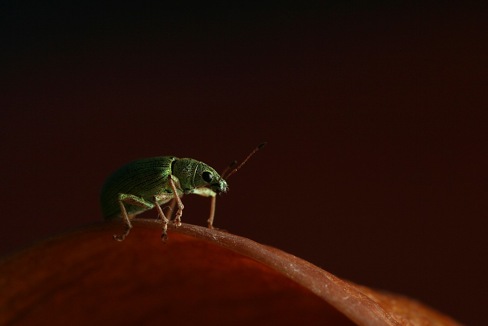 Zielony na liściu
Naliściak brzozowiak
[i]Phyllobius betulae[/i]
Słowa kluczowe: chrząszcz,owad,zielony