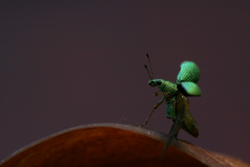 Zielony
Naliściak brzozowiak
[i]Phyllobius betulae[/i]
Słowa kluczowe: owad,zielony,chrząszcz