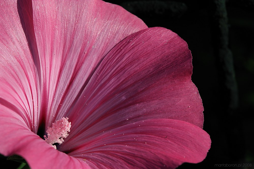 Pyłek
Słowa kluczowe: kwiat,fioletowy