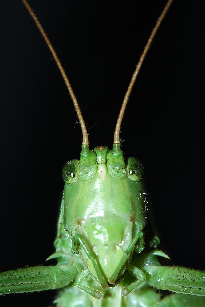 Ufok
Pasikonik zielony
Słowa kluczowe: owad,szarańczak,zielony