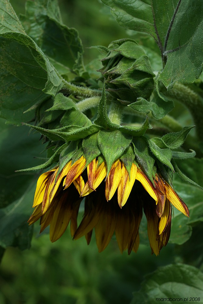 Słonecznik
[i]Helianthus sp.[/i]
Słowa kluczowe: kwiat,żółty