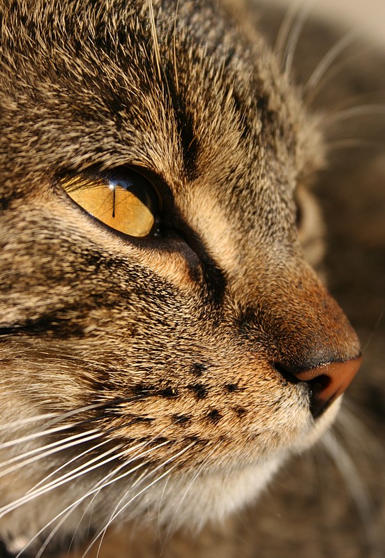 Złote oko
Słowa kluczowe: kot