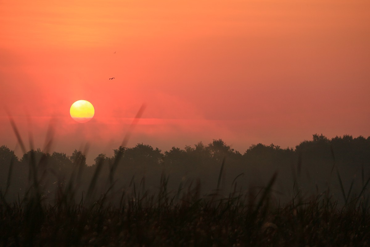 Mglisty wschód słońca 3
Słowa kluczowe: mgła,pomarańczowy,różowy,słońce