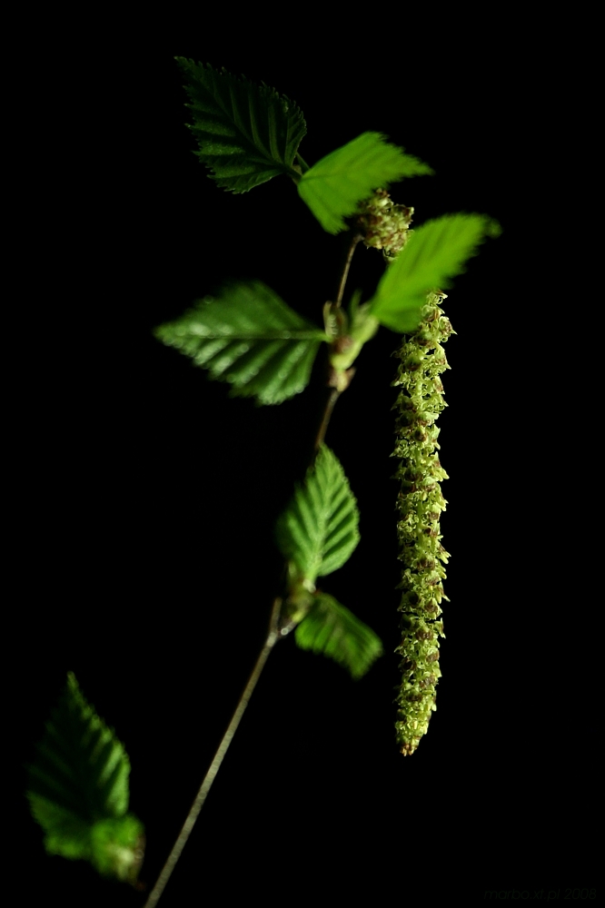 Brzoza - [i]Betula pendula[/i]
Kwiat żeński
Słowa kluczowe: liść,zielony,kwiat