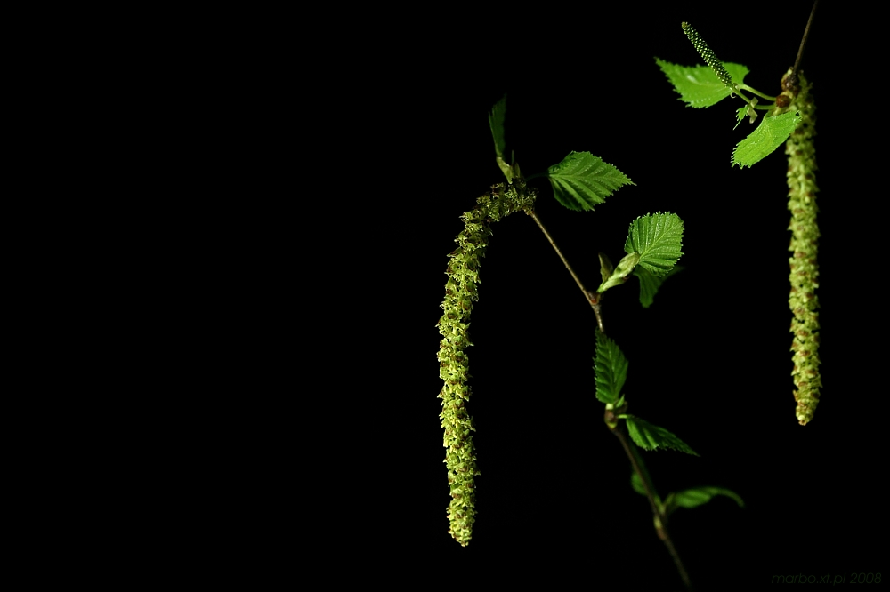 Brzoza - [i]Betula pendula[/i]
Słowa kluczowe: liść,zielony,kwiat