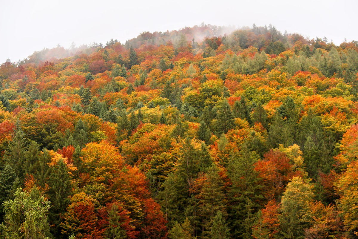 Jesienny kolorowy las
Austria 2017
Słowa kluczowe: las,mgła,jesień